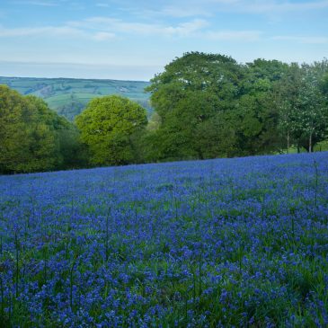 Bluebells on Exmoor | Best Spots & Walks