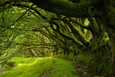 Exmoor beach tree