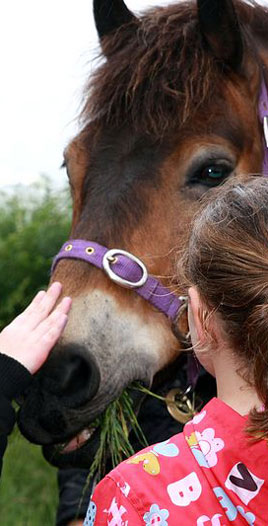 Exmoor pony