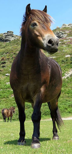 exmoor pony festival