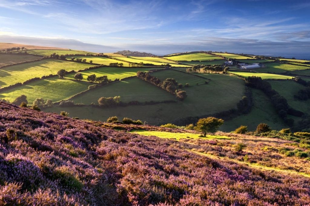 Exmoor Heather