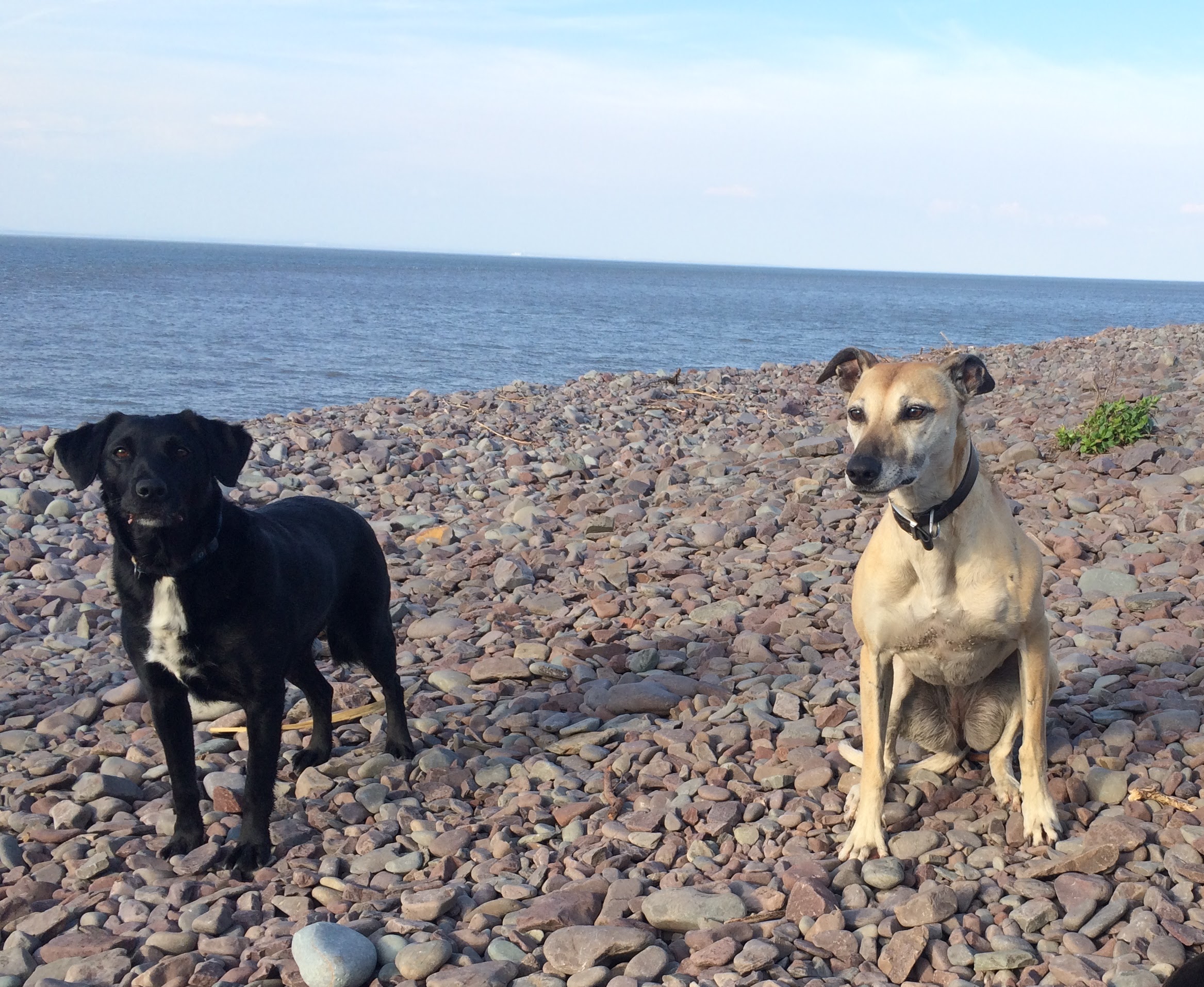 pets in exmoor