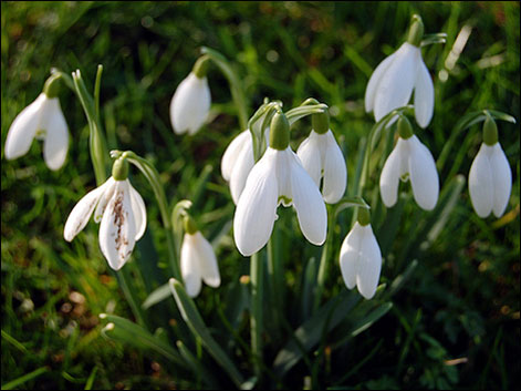 snowdrops